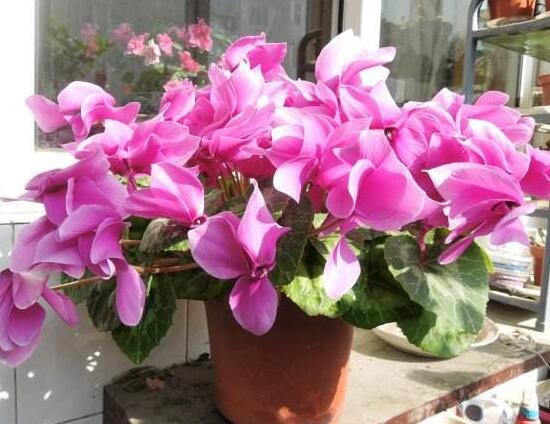 仙客來什么時候開花，仙客來一年開幾次花/冬季開花