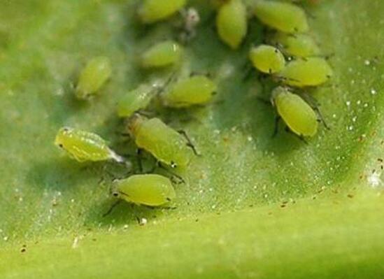 幸福樹有哪些病蟲害，幸福樹的病害及其防治