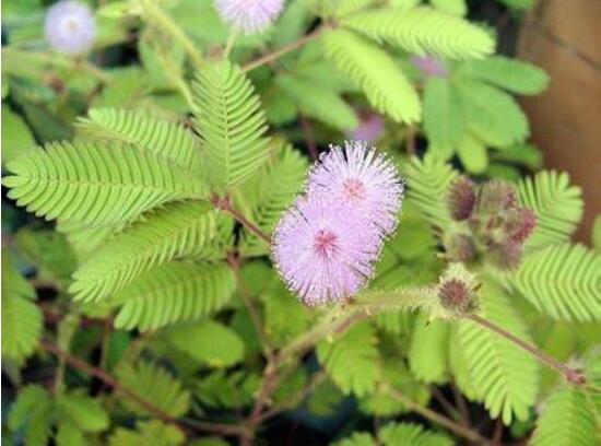 含羞草為什么會害羞，含羞草會含羞至死么/自我保護并不會