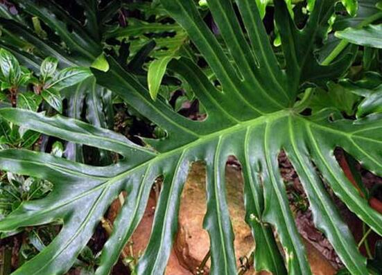 龜背竹爛根了怎么辦，龜背竹爛根解決辦法