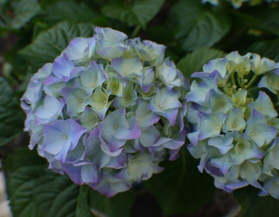 繡球花可以放在臥室嗎，不能/誤食導(dǎo)致嘔吐不止、呼吸減弱