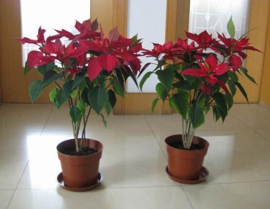 一品紅有毒嗎，一品紅可以放在室內(nèi)養(yǎng)嗎