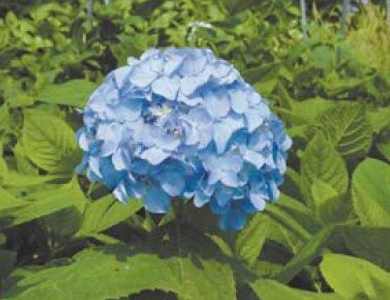 洋繡球花有毒嗎，誤食導(dǎo)致昏迷、抽搐現(xiàn)象