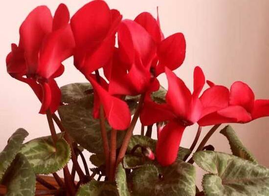 仙客來怎么養(yǎng)，仙客來的養(yǎng)殖方法和注意事項