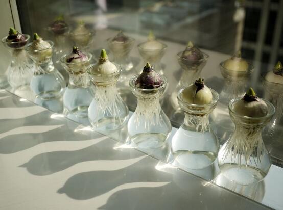 風(fēng)信子水培方法，風(fēng)信子簡(jiǎn)單易學(xué)的四大水培步驟