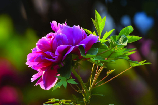 牡丹花如何過冬，穩(wěn)定室溫在15℃以上