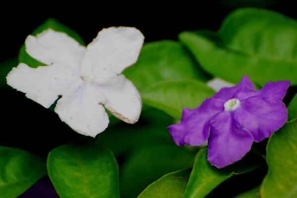 茉莉哪個品種好養(yǎng)，強(qiáng)烈推薦以下5個品種