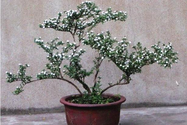 六月雪怕凍嗎，保證環(huán)境溫度不低于5℃