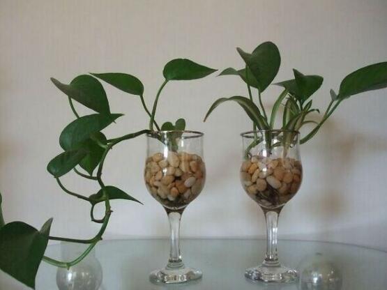 水培綠蘿怎么養(yǎng)，做好四點就能養(yǎng)得枝繁葉茂