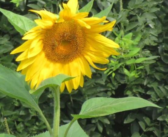 向日葵葉子發(fā)黃怎么辦，做好三個(gè)重要養(yǎng)護(hù)要點(diǎn)(光照/澆水/施肥)