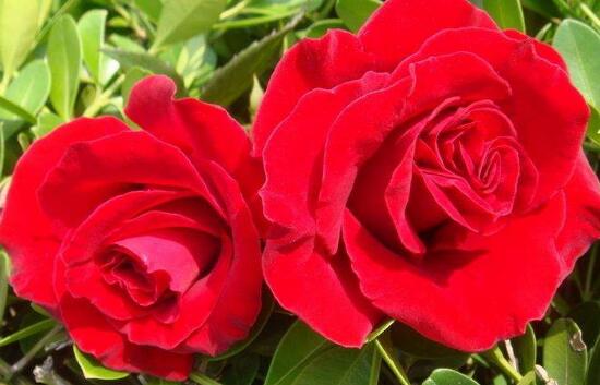 月季花有毒嗎，月季花可以吃嗎(無(wú)毒可食用)