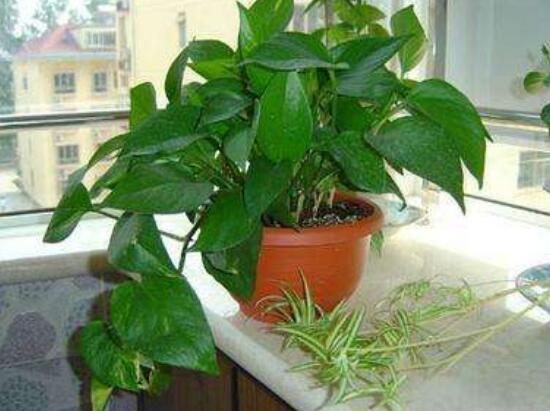 綠蘿吊蘭怎么修剪，綠蘿吊蘭的修剪方法