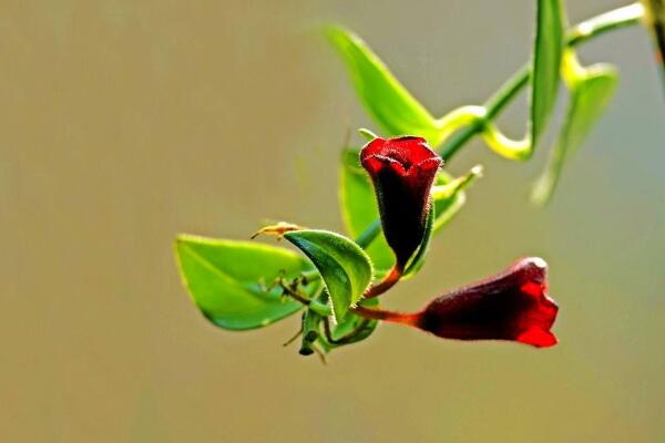口紅吊蘭能水培嗎，水培養(yǎng)殖起來更加方便