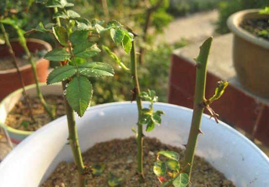 玫瑰花的繁殖方法，扦插繁殖應(yīng)用最廣泛/存活率最高