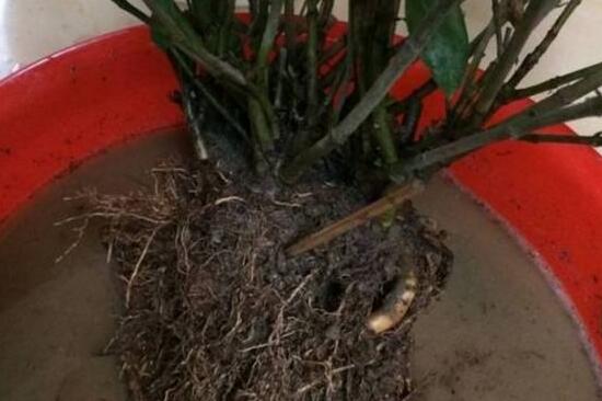 梔子花爛根還能活嗎，梔子花爛根怎么辦