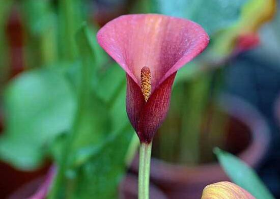 馬蹄蓮的品種有哪些，馬蹄蓮品種圖片大全