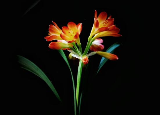 君子蘭的花期養(yǎng)護方法，及時施肥、注意光照溫度/忌積水