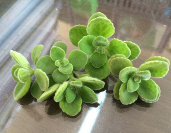 碰碰香怎么扦插，春夏秋季均可/以最基部枝條為主