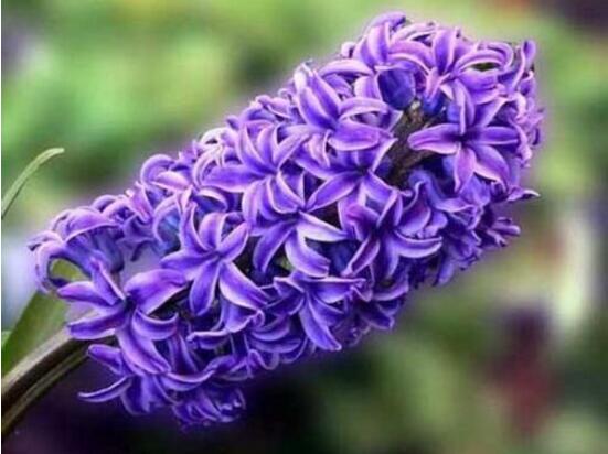 風(fēng)信子夏天怎么養(yǎng)，五個(gè)方法教你安然度夏