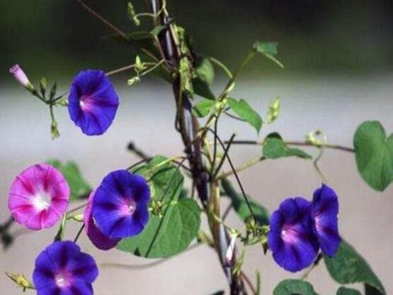 爬藤牽?；ǚN植方法，擇健康飽滿種子/借靠輔助物攀爬