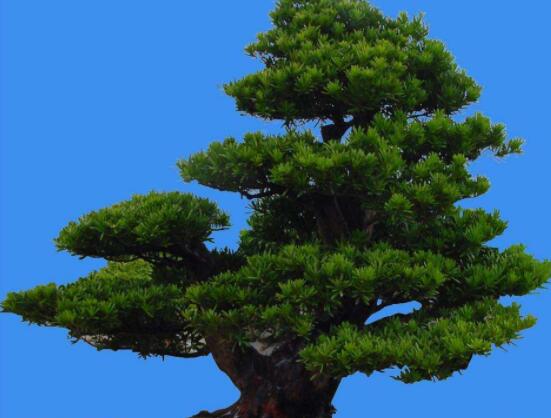 為什么羅漢松慢慢枯萎，做好澆水/保持溫度光照