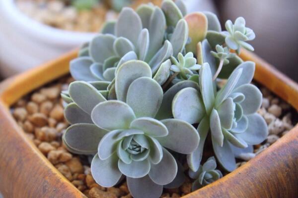 多肉出錦什么意思，在生長過程中產(chǎn)生的變異