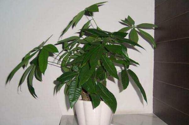 發(fā)財(cái)樹怎么分株，發(fā)財(cái)樹扦插繁殖方法