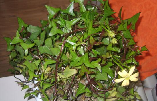 常春藤花期多長時間，常春藤不開花的原因