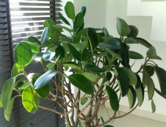 橡皮樹(shù)常見(jiàn)品種，盤點(diǎn)最好看的五大種類