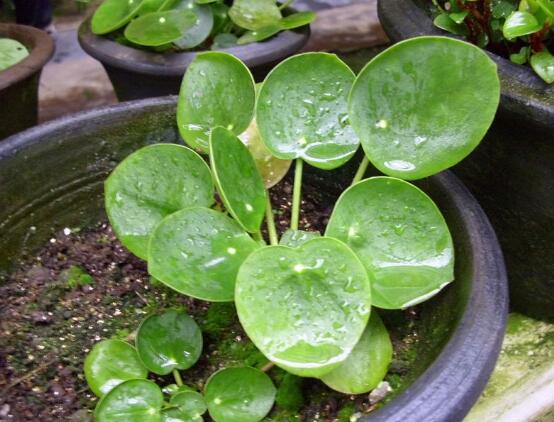 銅錢草和鏡面草的區(qū)別，外觀/生長環(huán)境/價值三種區(qū)別方法