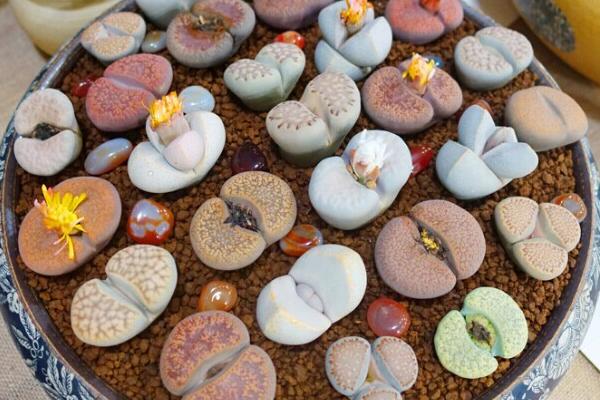 生石花爛根怎么辦，切除爛根重新種植