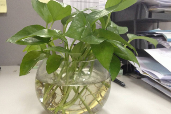 綠蘿剪枝水培方法，剪下10厘米帶有氣生根的枝條插水