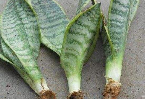 虎皮蘭怎么繁殖，虎皮蘭扦插方法步驟