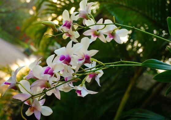 蘭花的品種，細(xì)數(shù)蘭花十大最珍貴的品種