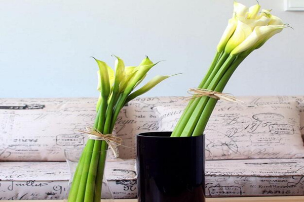 馬蹄蓮插花瓶能養(yǎng)多久，養(yǎng)護得當可保存半個月以上