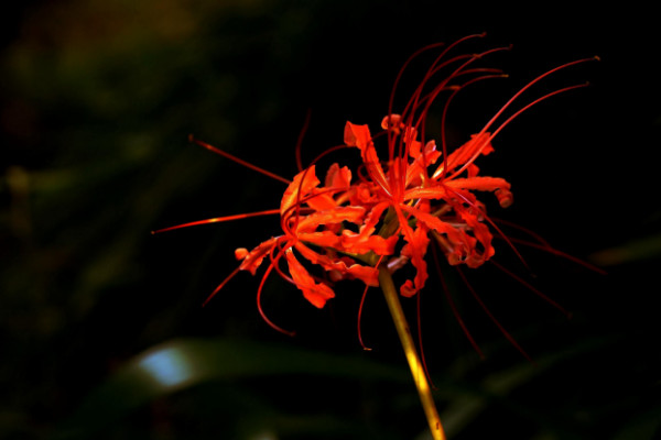 彼岸花的養(yǎng)殖方法和注意事項，通風工作不可忘