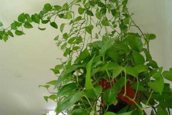 綠蘿根太長可以剪掉嗎，如果根部發(fā)育正常就不要剪