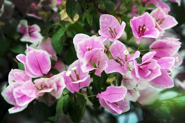 三角梅葉子打卷怎么辦，四種原因以及解決方法