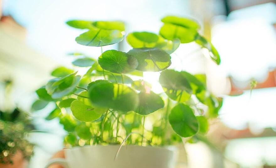 銅錢草適合放臥室嗎，不僅可以放并且作用也特別大