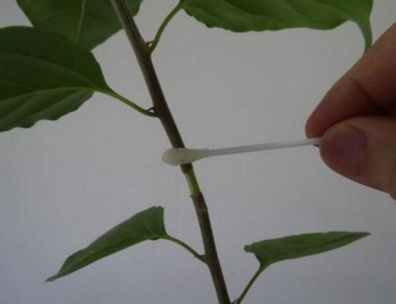 一品紅怎么繁殖，一品紅繁殖方法