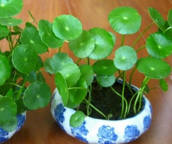 銅錢草水培變黃怎么辦，做好六大要點變得青翠碧綠