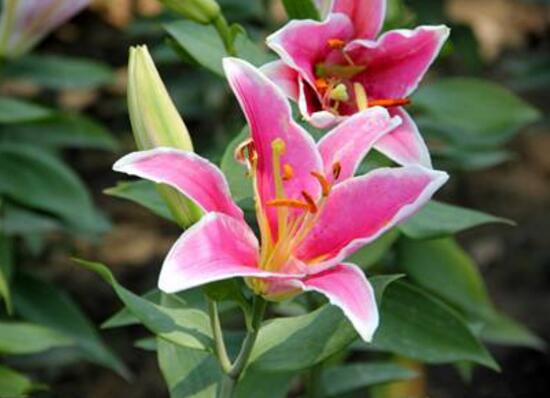 百合花多久澆次水，盆栽百合花怎么澆水/三天澆次水