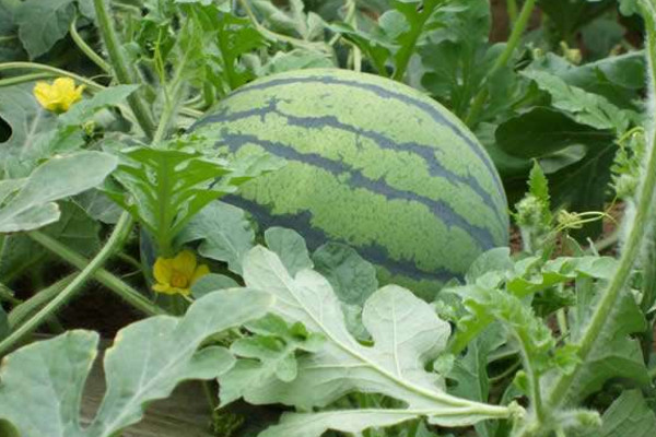 適合春天種的農(nóng)作物