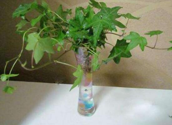常春藤可以水培嗎，常春藤水培養(yǎng)殖方法