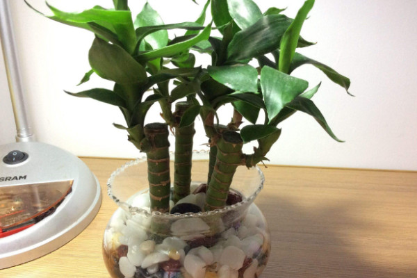 養(yǎng)富貴竹妙招，水培養(yǎng)殖的方法最棒