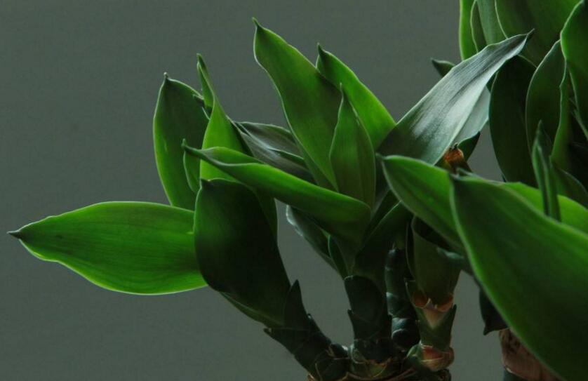 水養(yǎng)富貴竹怎么養(yǎng)，溫度合適/勤施肥最關(guān)鍵