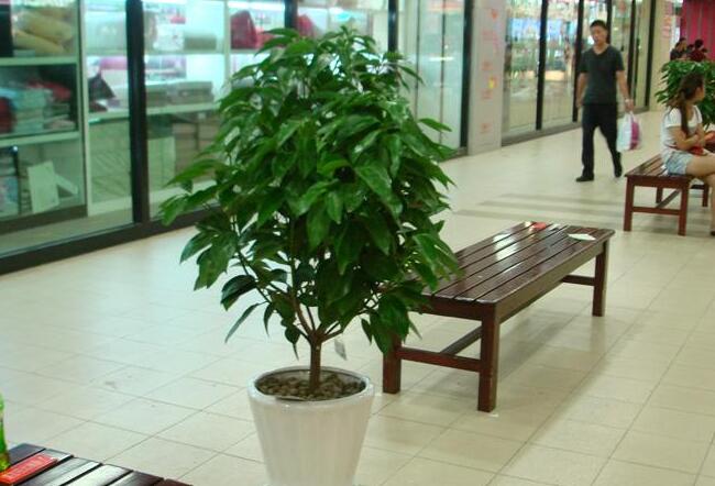 為什么平安樹葉子下垂，澆水過量和酸堿度不平衡造成的