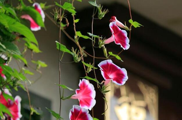 牽牛花品種，五種比較稀有的品種