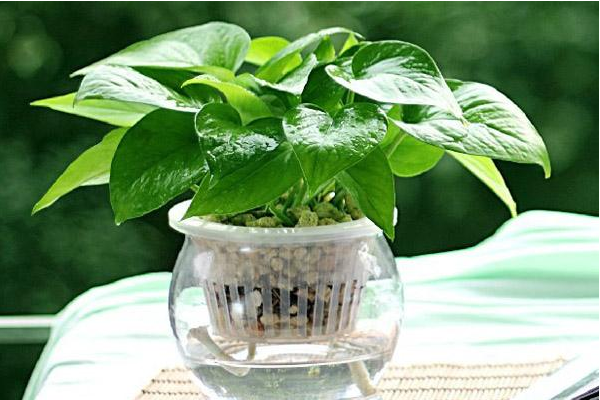 綠蘿葉子開裂怎么辦，四種原因以及解決方法