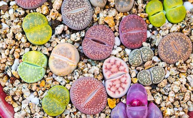 生石花怎么澆水，根據(jù)土壤的干濕程度來衡量澆水程度